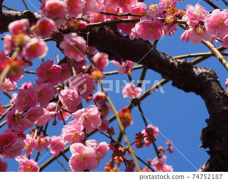 Plum blossom Plum blossom 74752187