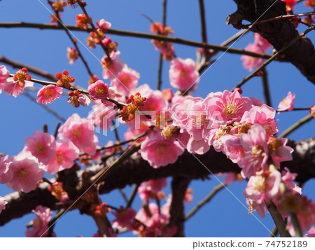 Plum blossom Plum blossom 74752189