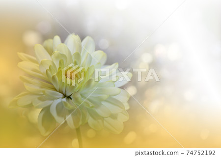 Beautiful Nature Background.Floral Art Design.Abstract Macro Photography.Daisy Flower.Pastel Chrysanthemum Flowers.Yellow Background.Creative Artistic Wallpaper.Wedding Invitation.Celebration,love. 74752192