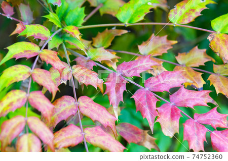 Autumn leaves of Mahonia japonica. Autumn leaves of Mahonia japonica. 74752360