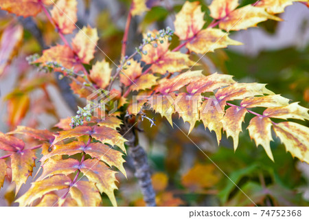 Autumn leaves of Mahonia japonica. Autumn leaves of Mahonia japonica. 74752368