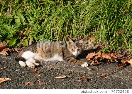 A stray cat kitten spending time without water in the family on a warm and cheerful morning close to parents A stray cat kitten spending time without water in the family on a warm and cheerful morning close to parents 74752468