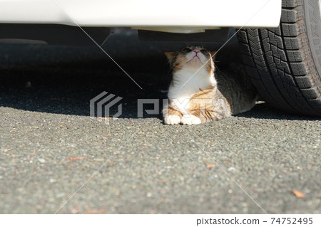 A stray cat kitten spending time without water in the family on a warm and cheerful morning close to parents A stray cat kitten spending time without water in the family on a warm and cheerful morning close to parents 74752495