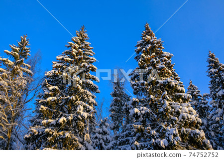 Bottom view of spruce trees in the snow against a dark blue sky 74752752