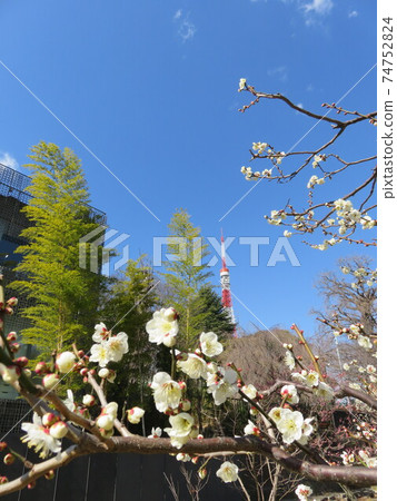 Tokyo Tower seen in white plum blossoms 74752824