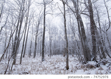 The next morning on a snowy day, the foggy forest The next morning on a snowy day, the foggy forest 74752978