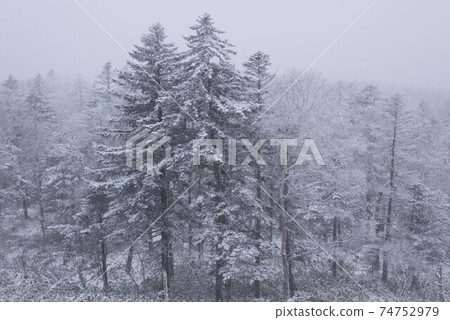 Akan Forest during snowfall Akan Forest during snowfall 74752979