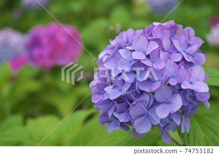 二子玉川公園的繡球花 照片素材 圖片 圖庫