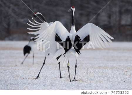丹頂鶴求偶舞 丹頂鶴求偶舞 74753262