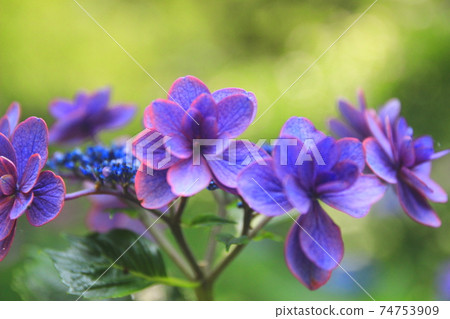 Hydrangea of Shogunship temple 74753909