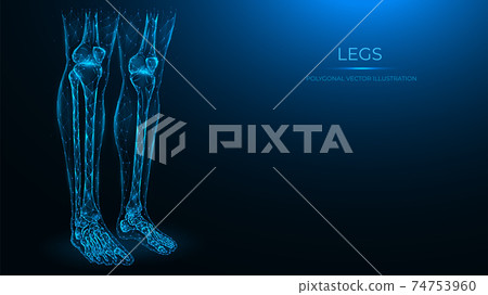 Polygonal anatomical vector illustration of human legs. Femur, patella, tibia, fibula, and foot bones. Low poly model of human legs. The concept of a medical template. 74753960
