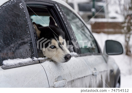 Dog Husky sadly looks sticking his head out of a car window Dog Husky sadly looks sticking his head out of a car window 74754512
