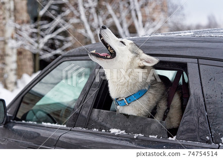 Sick dog howle and whines with his head sticking out of car window Sick dog howle and whines with his head sticking out of car window 74754514