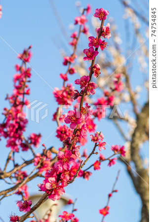 Plum blossoms starting to bloom Plum blossoms starting to bloom 74754845