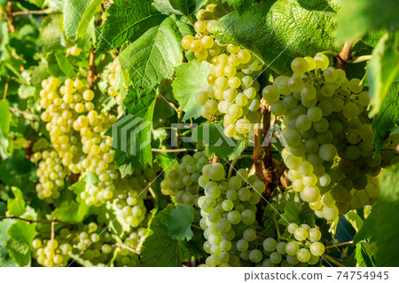 Close up vine green grape in champagne vineyards at montagne de reims 74754945