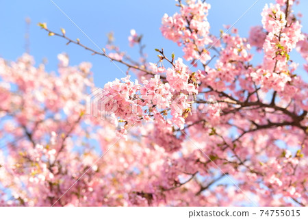 早春在公園裡盛開的深粉紅色櫻花 74755015