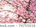 早春在公園裡盛開的深粉紅色櫻花 74755018