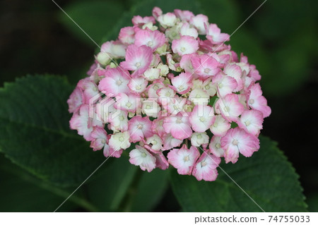  繡球 74755033
