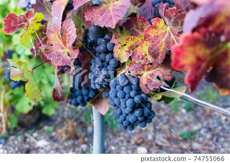 Close up vine grape in champagne vineyards at montagne de reims Close up vine grape in champagne vineyards at montagne de reims 74755066