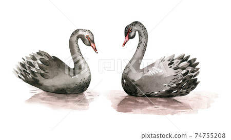Black Swan watercolor illustration on white background. Love card for Valentine's Day. Black Swan watercolor illustration on white background. Love card for Valentine's Day. 74755208