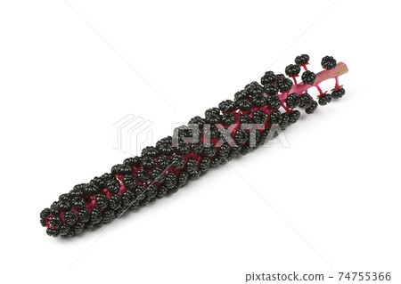 Ripe berries pokeweed Ripe berries pokeweed 74755366