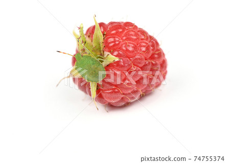 Green stink bug on raspberry 74755374