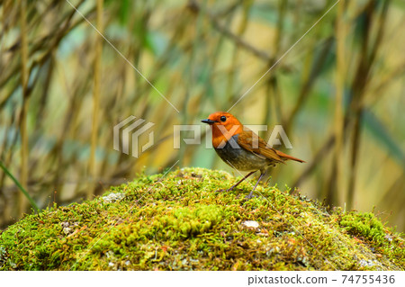 Robin wild bird 74755436