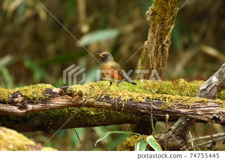 Akahara wild bird Akahara wild bird 74755445