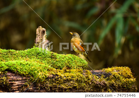 Akahara wild bird Akahara wild bird 74755446