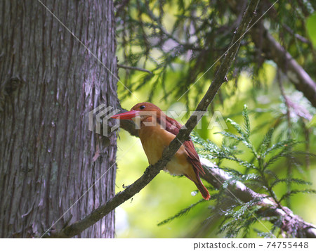 Ruddy Kingfisher Wild Bird 74755448