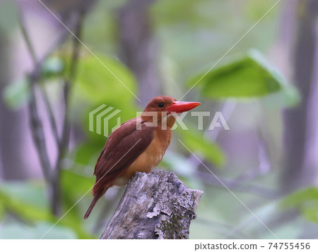 紅潤翠鳥野生鳥 紅潤翠鳥野生鳥 74755456