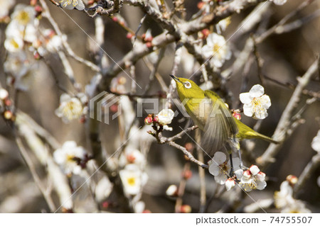 白眼從梅花樹的樹枝上飛 白眼從梅花樹的樹枝上飛 74755507