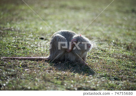 Portrait of white nutria standing in the grass in border water Portrait of white nutria standing in the grass in border water 74755680