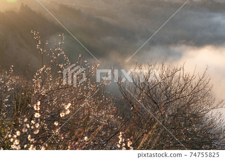 奈良縣奈良市築關市梅園的照片 奈良縣奈良市築關市梅園的照片 74755825
