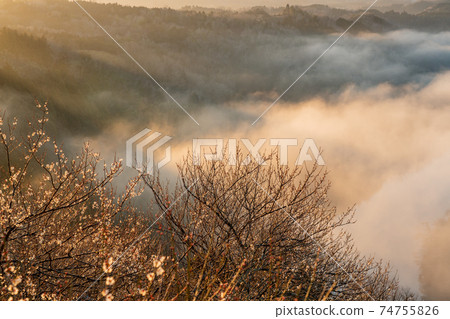 奈良縣奈良市築關市梅園的照片 74755826