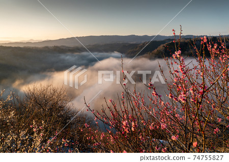 奈良縣奈良市築關市梅園的照片 奈良縣奈良市築關市梅園的照片 74755827