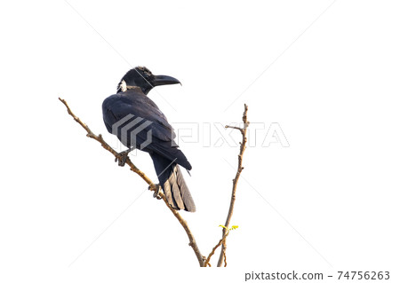 Image of crows on a branch isolated on white background. Birds. Wild Animals. Image of crows on a branch isolated on white background. Birds. Wild Animals. 74756263