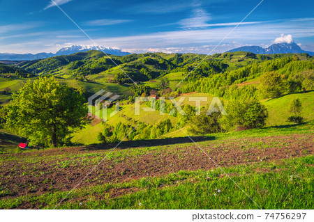 Spring scenery with plowed farmland and green forest, Holbav, Romania Spring scenery with plowed farmland and green forest, Holbav, Romania 74756297