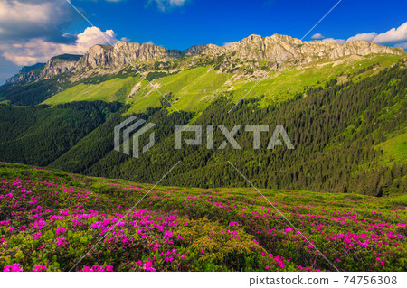Alpine pink rhododendron flowers on the slopes, Bucegi mountains, Romania Alpine pink rhododendron flowers on the slopes, Bucegi mountains, Romania 74756308