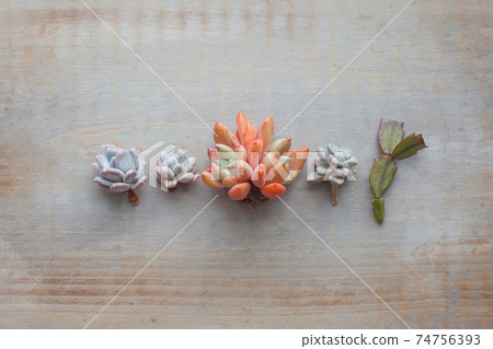 Minimal flatlay composition with echeveria flowers on vintage wooden background 74756393