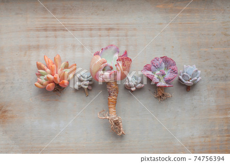 Perfect succulent echeveria plants on vintage wooden background, beautiful wedding composition 74756394