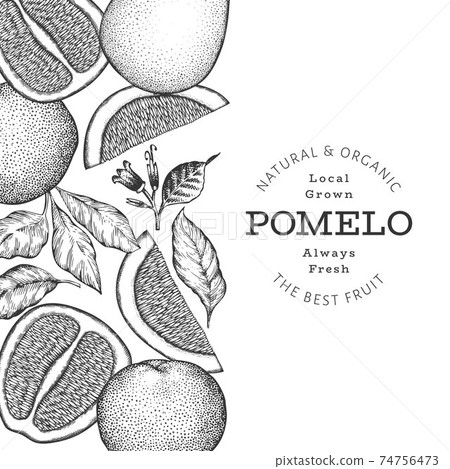 Hand drawn sketch style pomelo banner. Organic fresh fruit vector illustration. Retro fruit design template 74756473