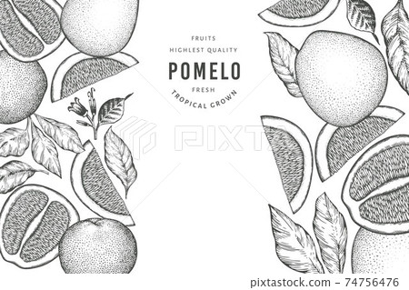 Hand drawn sketch style pomelo banner. Organic fresh fruit vector illustration. Retro fruit design template Hand drawn sketch style pomelo banner. Organic fresh fruit vector illustration. Retro fruit design template 74756476
