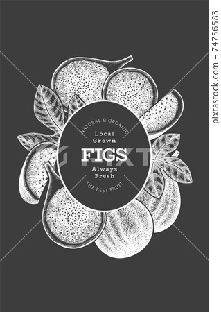 Hand drawn fig fruits design template. Organic fresh food vector illustration on chalk board. Retro fig fruit banner. 74756583