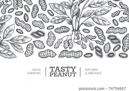 Hand drawn peanut branch and kernels design template. Organic food vector illustration on white background. Retro nut background. Engraved style botanical picture. 74756687