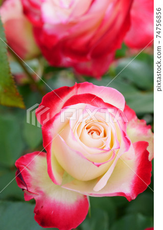 A close-up of a beautifully blooming rose named Jubilee du Prince de Monaco A close-up of a beautifully blooming rose named Jubilee du Prince de Monaco 74756856