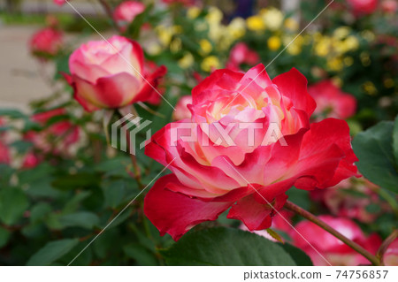 A close-up of a beautifully blooming rose named Jubilee du Prince de Monaco 74756857