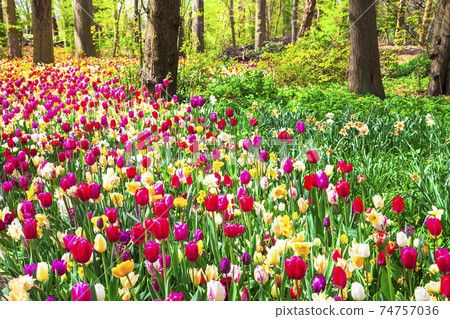 beautiful garden with blooming vivid tulips in Keukenhof park, Holland beautiful garden with blooming vivid tulips in Keukenhof park, Holland 74757036