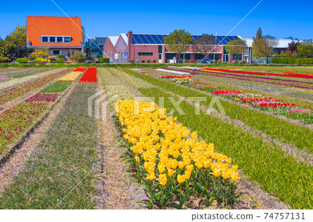 Various colorful tulips in the agricultural flower garden in Netherlands 74757131