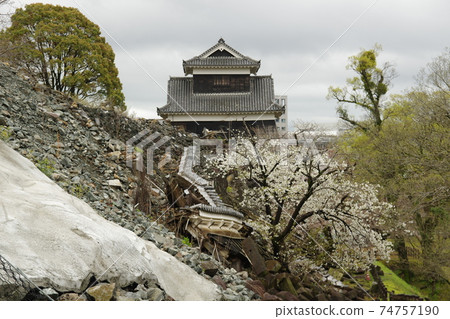 熊本城未宣布塔櫻花2 74757190